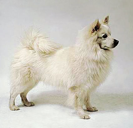 SPITZ MARE GERMAN